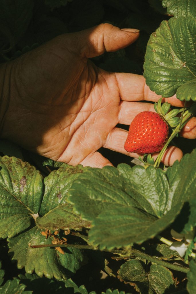 Hayashi Hand Strawberry
