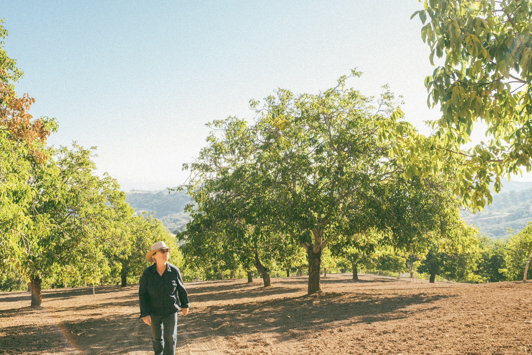 what-is-dry-farming-and-why-do-we-do-it-secco-wine-club