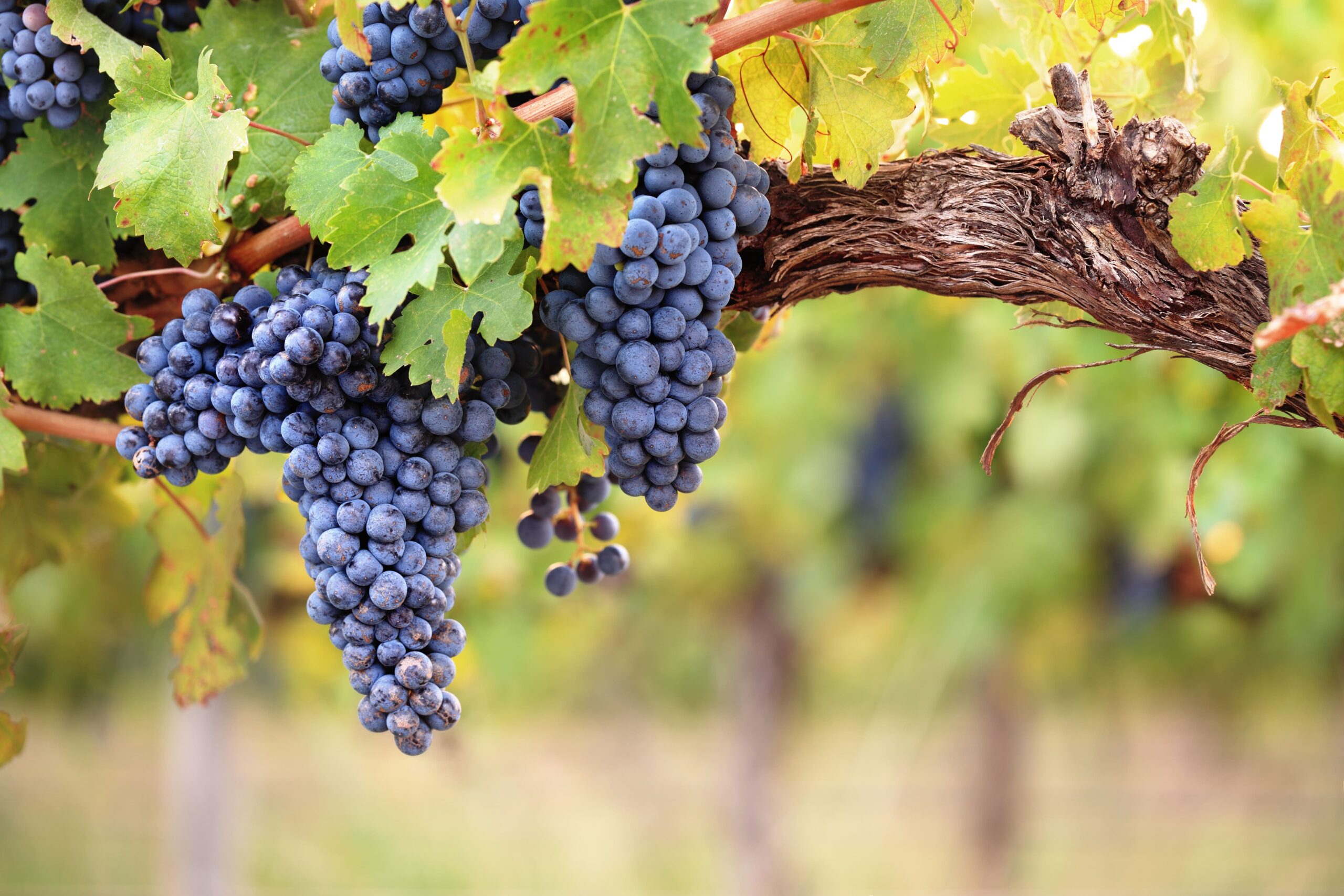 Wine Grapes Adobe Stock