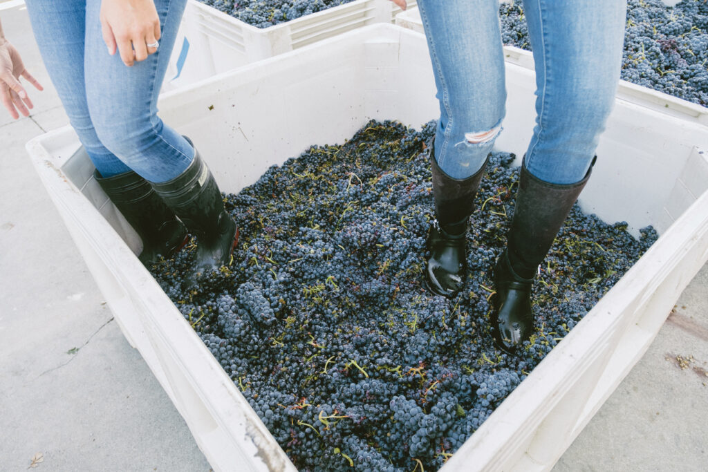 Stomping grapes after a harvest;