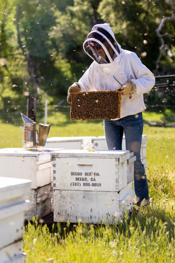 04/26/23 - POZO, CA: Riley Chestnut, owner and founder of Creston Bee Company, inspects combs from hives at Avenales Ranch on April 26, 2023 in Pozo, California. Photo by Ruby Wallau for EdibleSLO