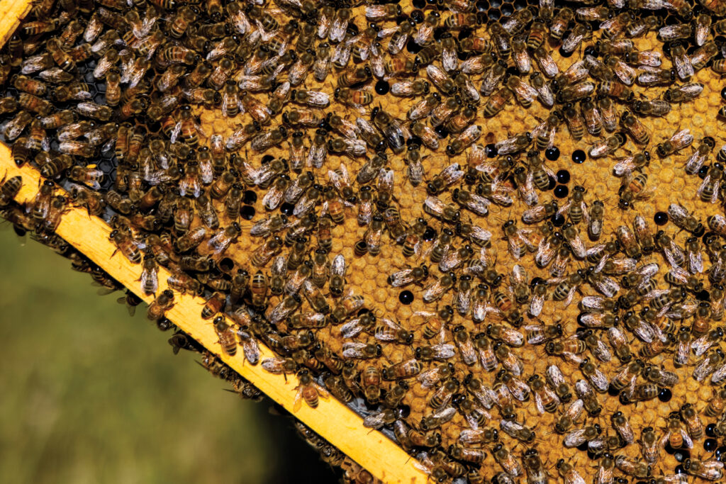 Queen Bee: Creston Bee Company - Edible San Luis Obispo