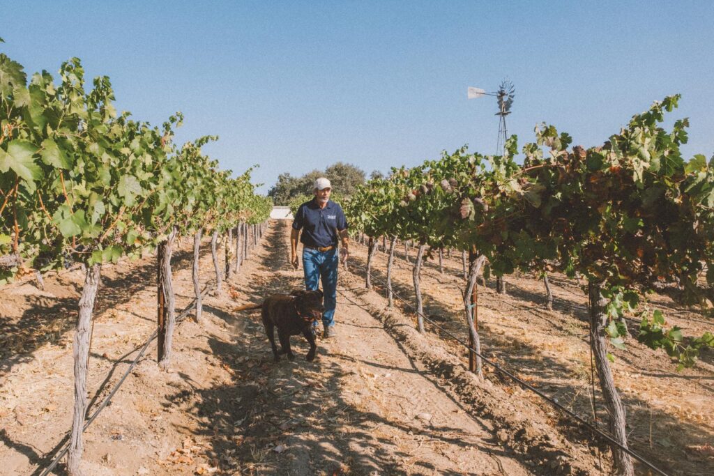 Tackitt walks the family vineyard.