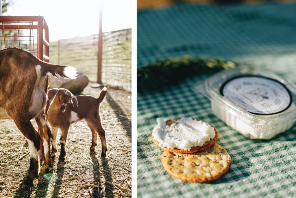 Goats on the left part of the screen standing in the field, on the right is Wild Child Creamery on a cracker