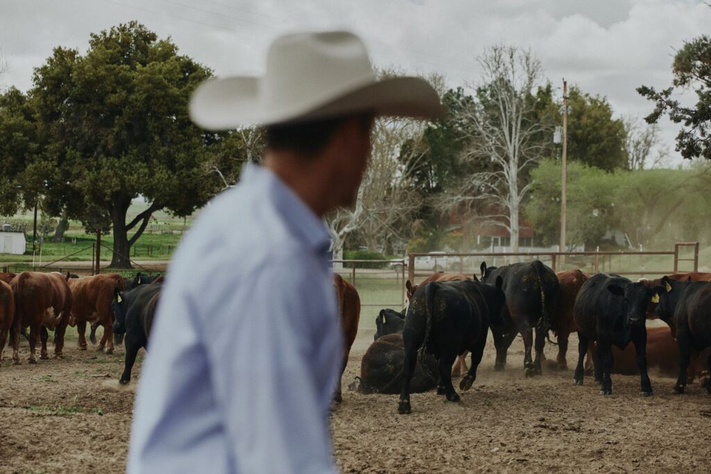 Cattle in the background, cowboy in the foreground
