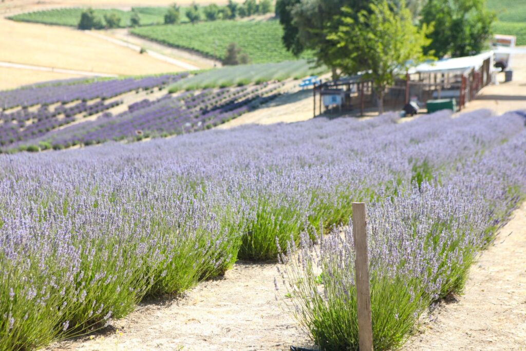 Nearly three football fields of lavender at Hambly Farms.