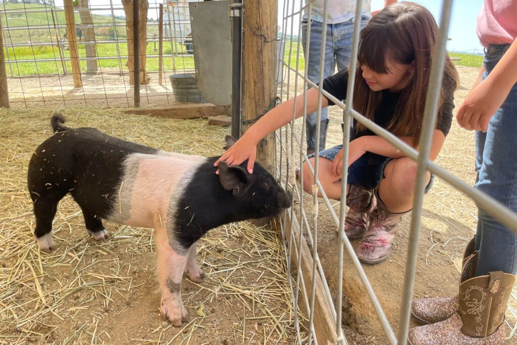 Guests enjoying time with the animals at Hambly Farms. Photo by The Business Bestie.