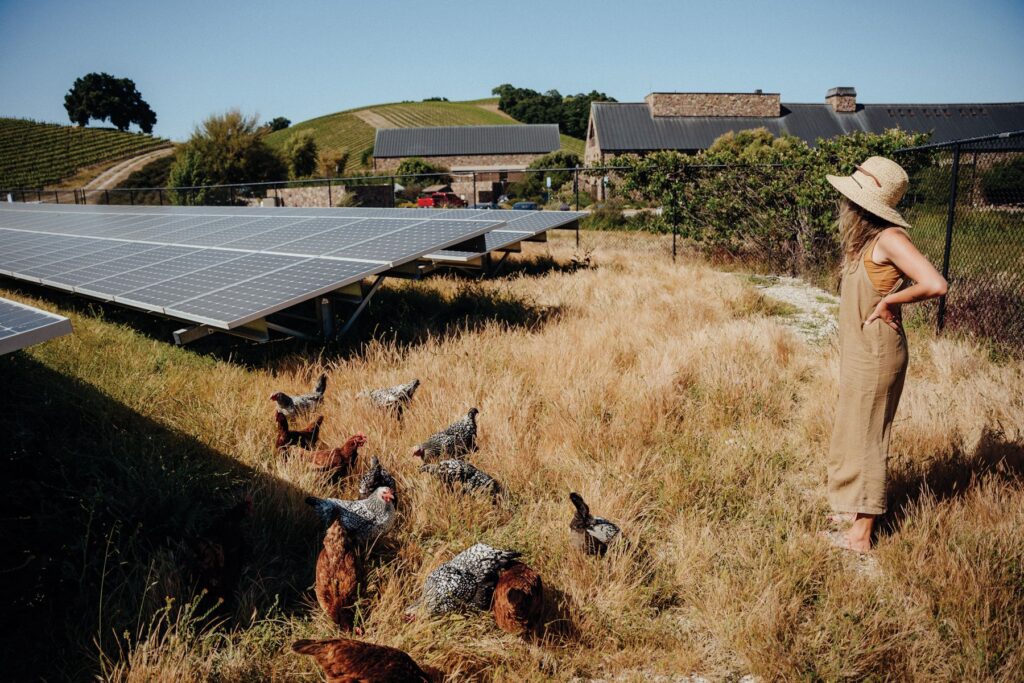 Fiona tends to new crops; solar panels and the winery’s flock of chickens with the estate in the background.