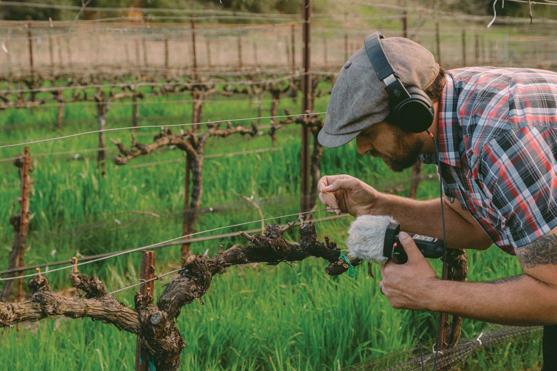 Brook captures the natural sounds of the vines and vineyard as he hears them from day to day.