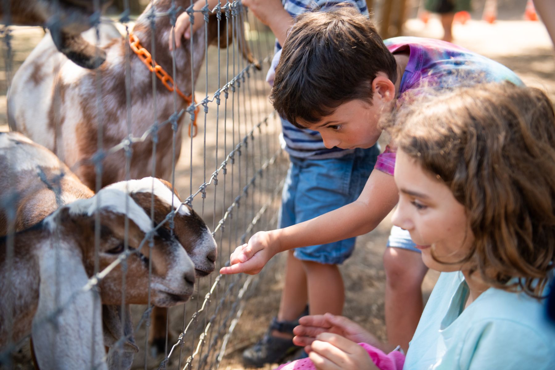 Kids petting goats