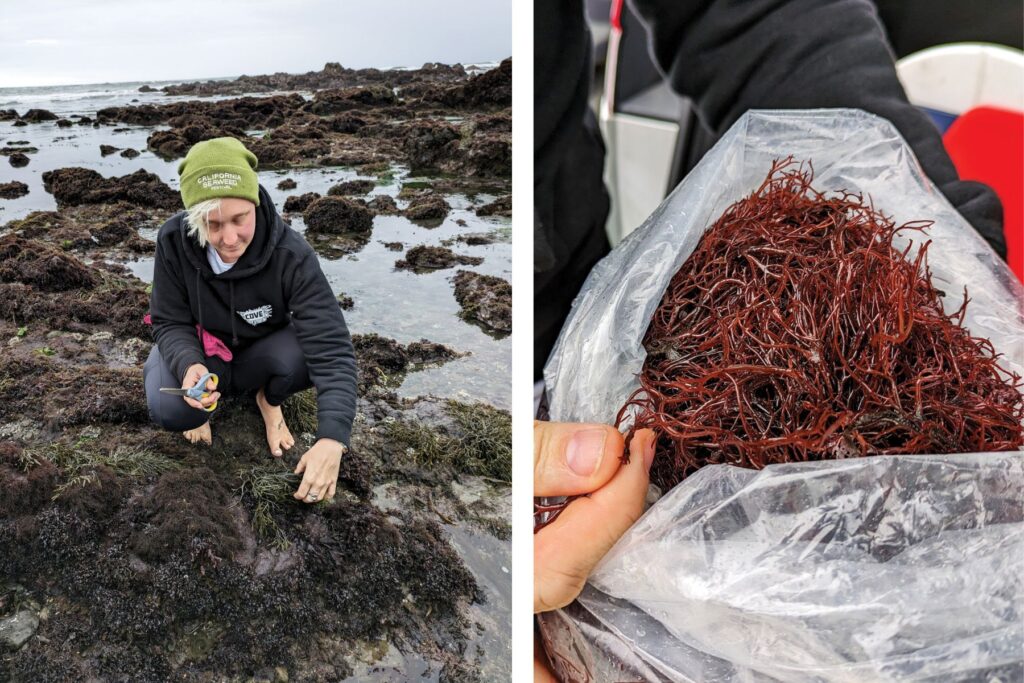 Woman looking for seaweed