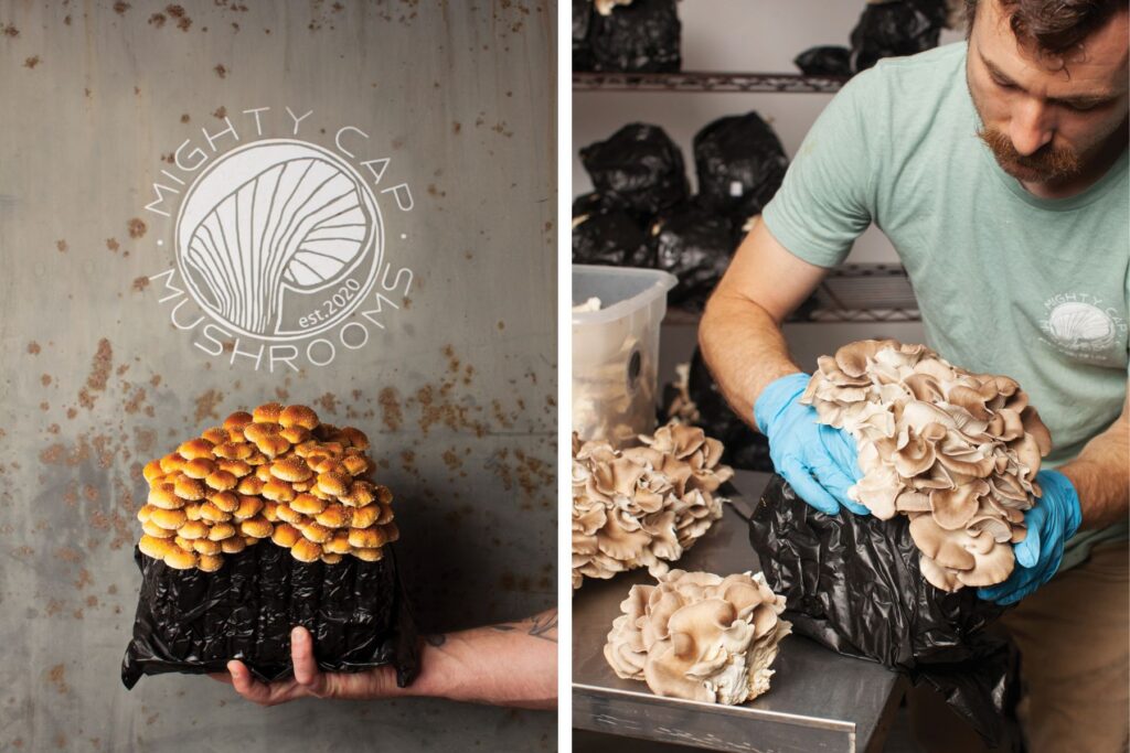 Left: Chestnut mushrooms. Right: Nolan Carlisle harvests Italian oyster mushrooms.