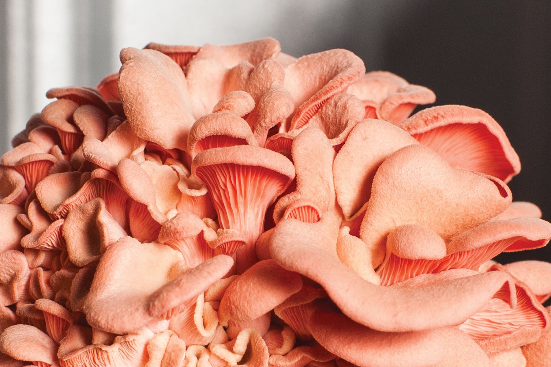 Photo of edible mushrooms