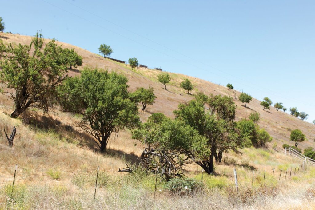 Photo of trees in a field