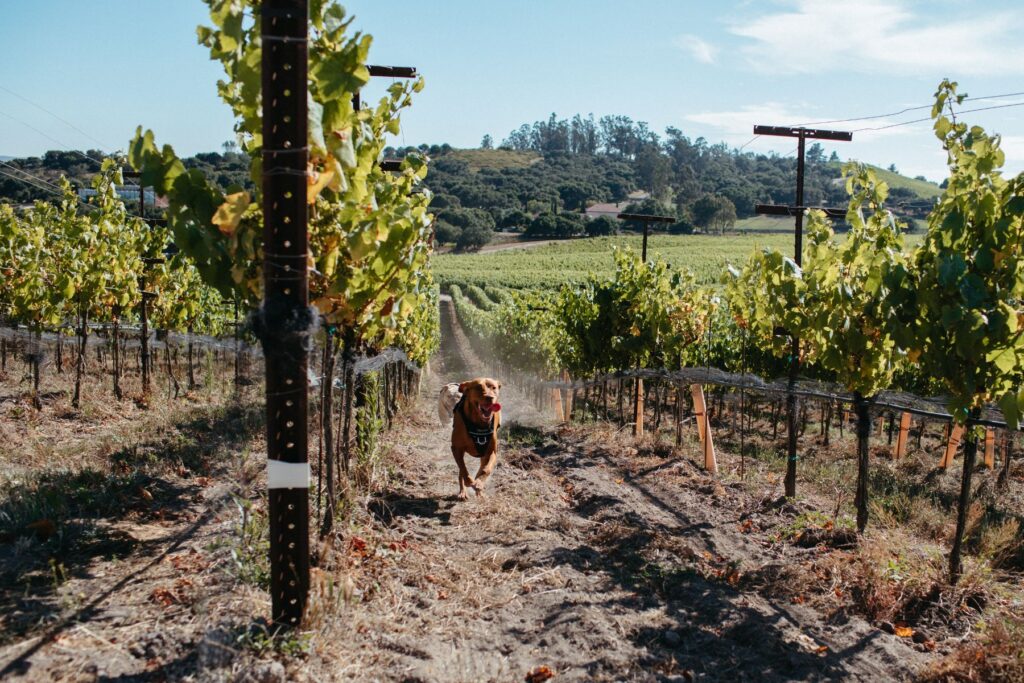 Dogs in the Vineyard