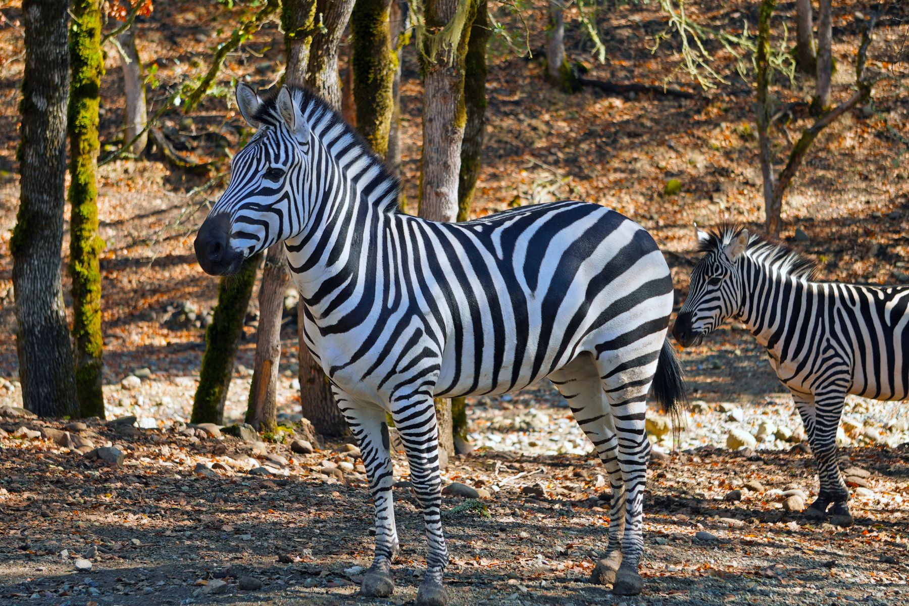 Photo of a Zebra