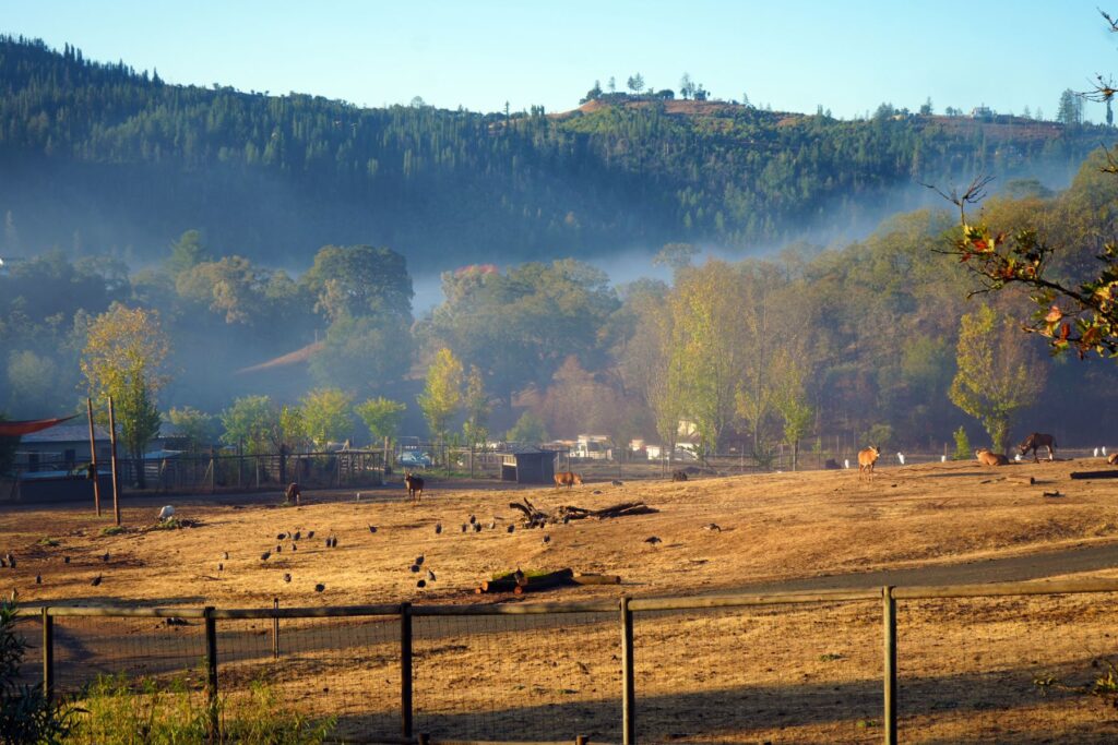 Photo of Safari West grounds