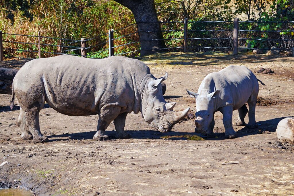 Photo of Rhinos