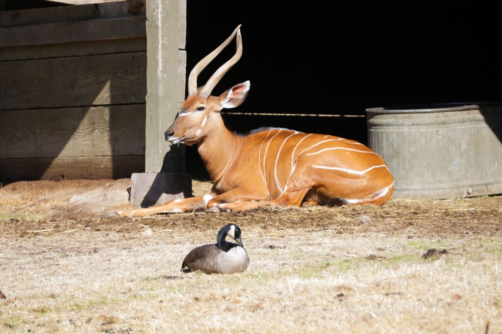 Phot of Gazelle and Duck