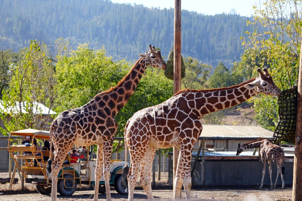 Photo of giraffes eating hay