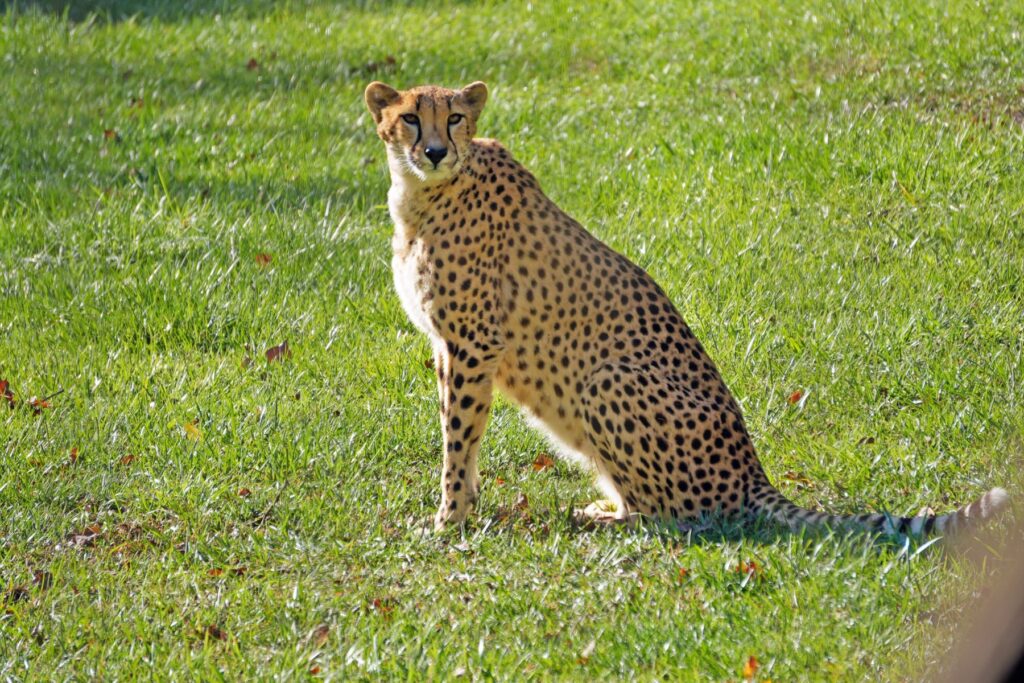 Photo of a cheetah