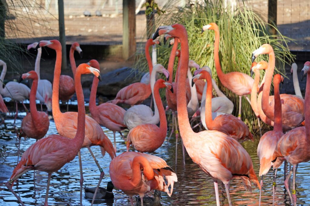 Photo of flamingos