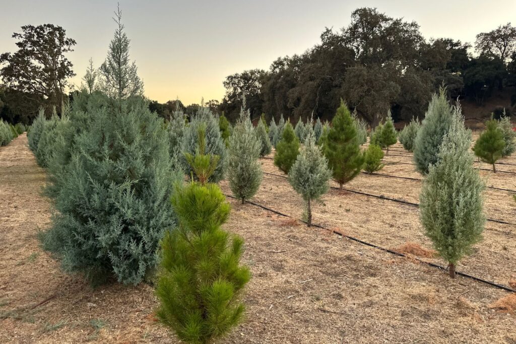 Salinas River Ranch Christmas Tree Farm