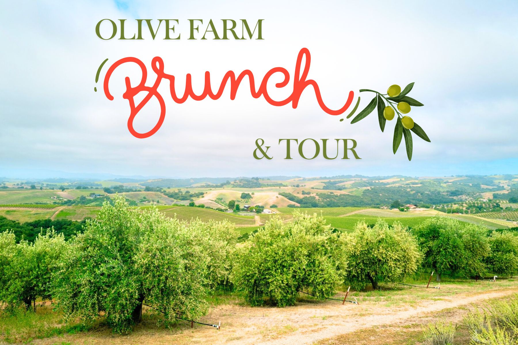 Olive Farm Brunch & Tour overlooking a farm