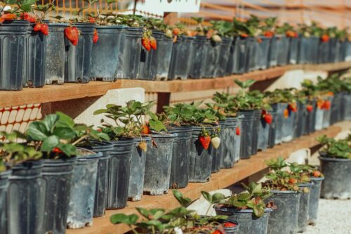 Photo of strawberry buckets