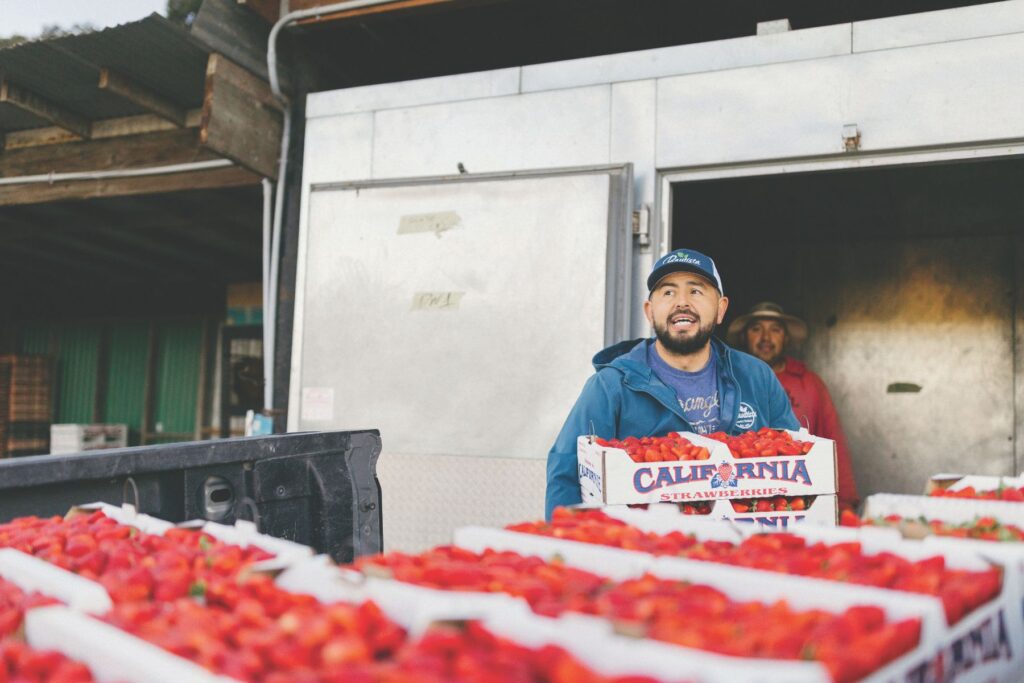 Jacinto loads one of the farm’s most popular products: sweet strawberries.