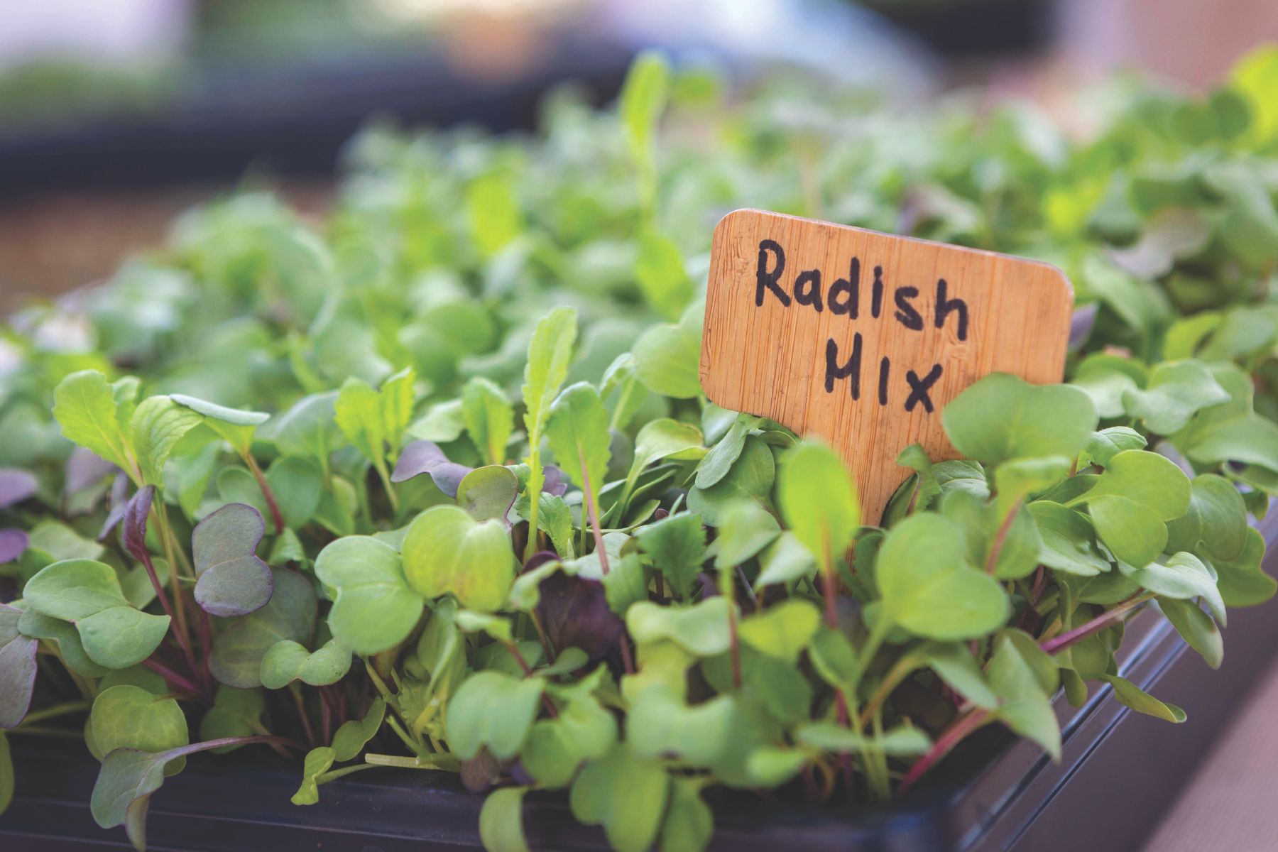 Photo of radish mix