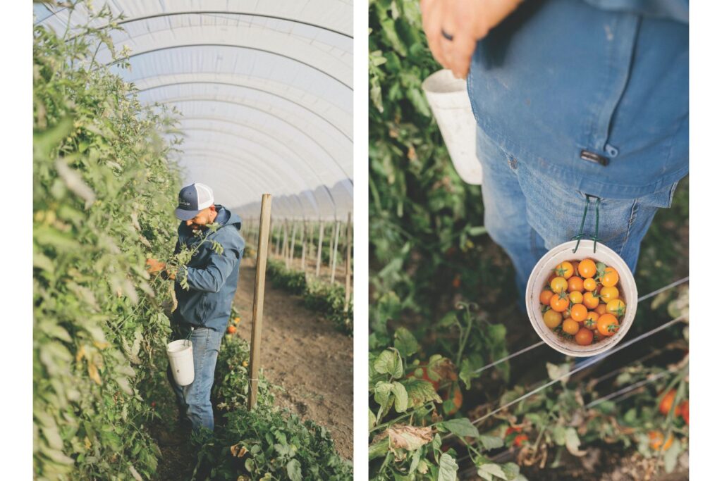 Jacinto in the hoop house, tending to a variety of tomatoes.