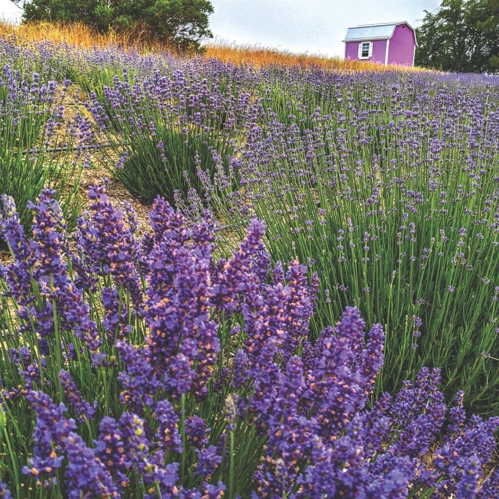 California Lavender Honey Farm