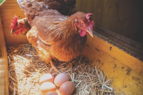 A hen with eggs