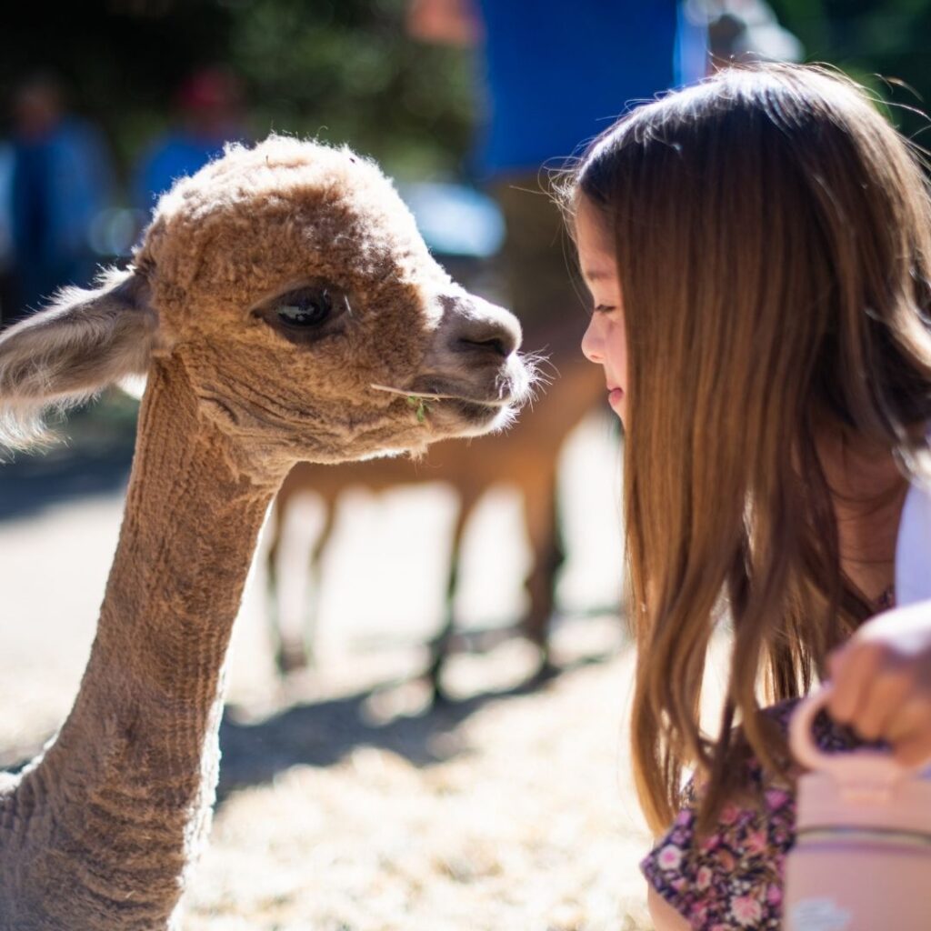 Girl and alpaca