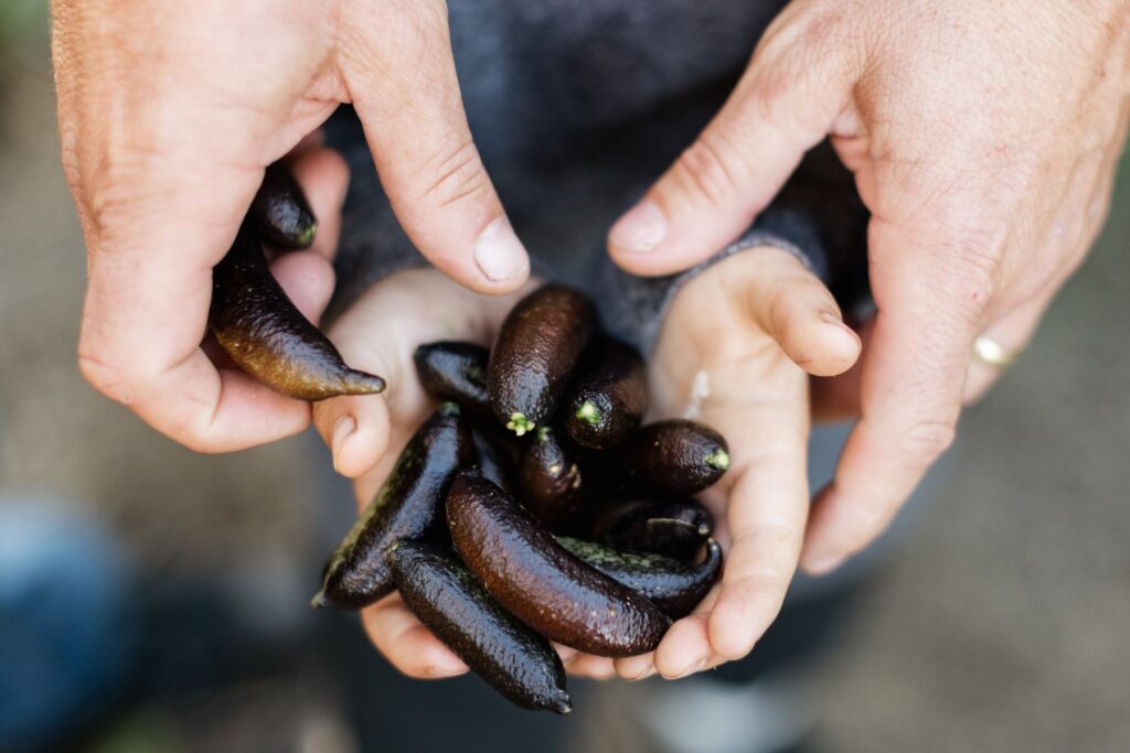 Finger limes at Shanley Farms