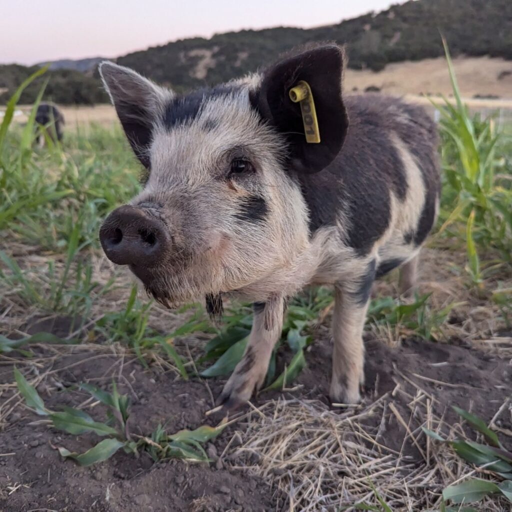 Photo of pig