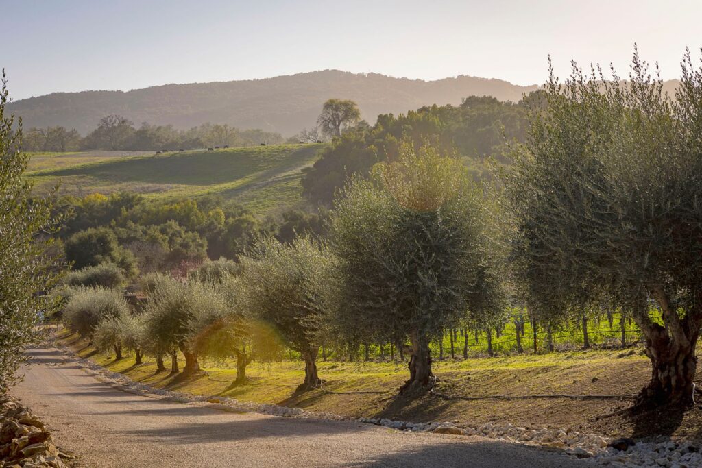 View of a vineyard