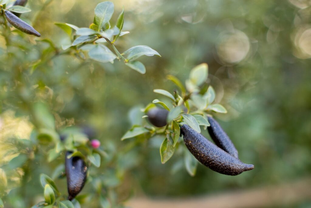 Finger limes at Shanley Farms
