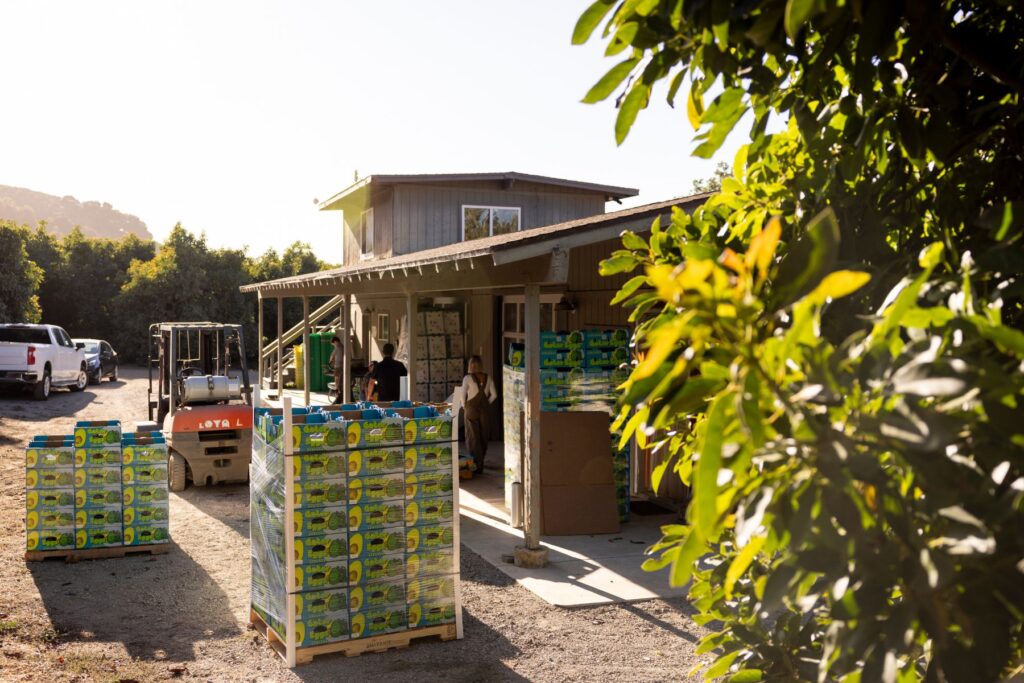 Avocado farming at Shanley Farms
