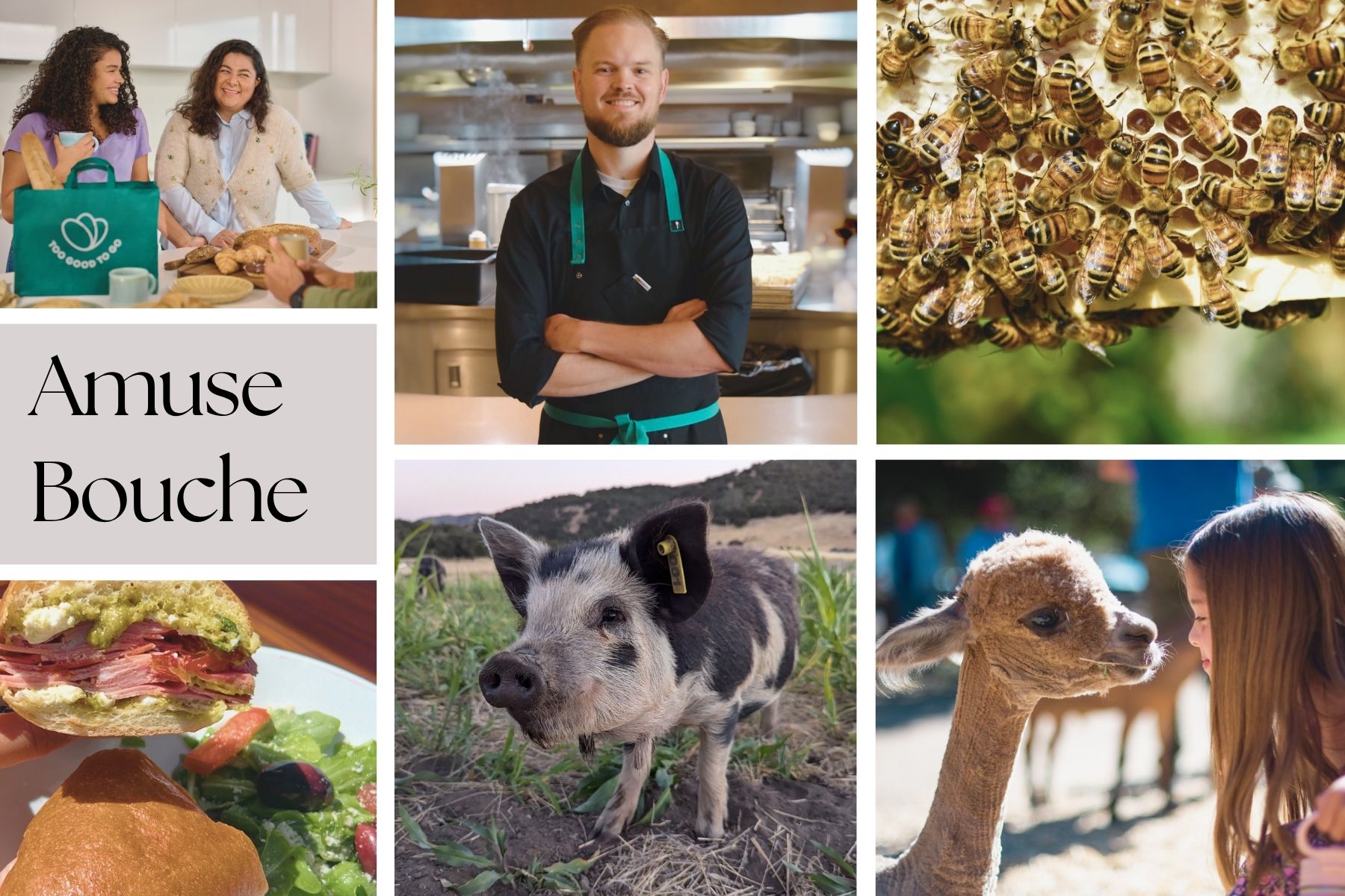 Six photo collage for Amuse Bouche