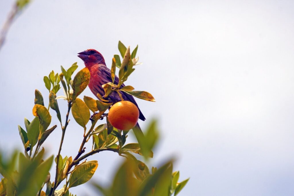 Birds sit perched atop citrus tree branches outside the restaurant.