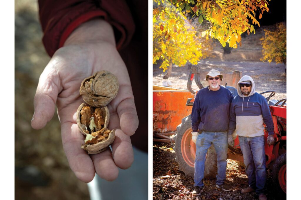 Walnut shell opened, two team members