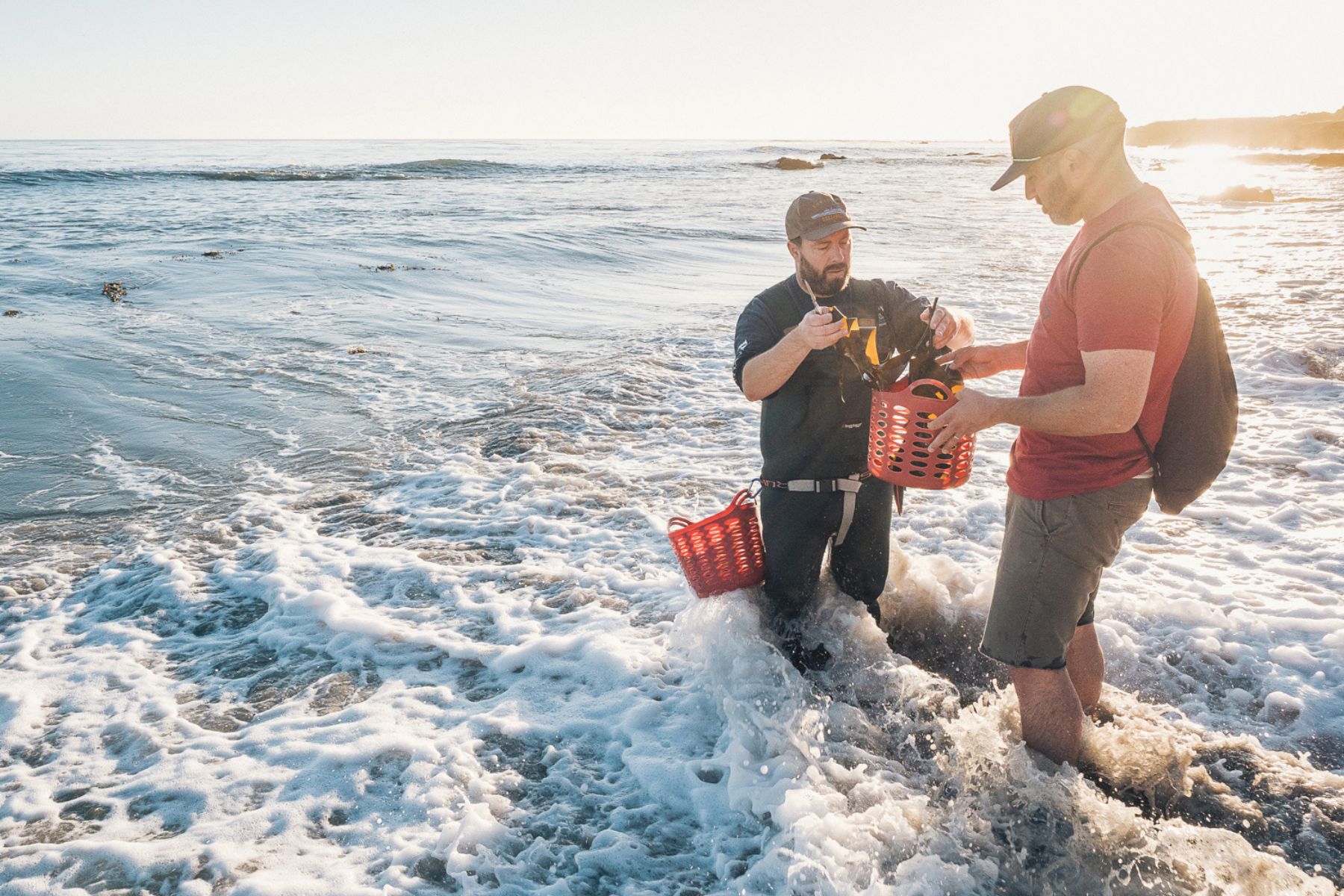 Two men foraging for seaweed in the ocean.