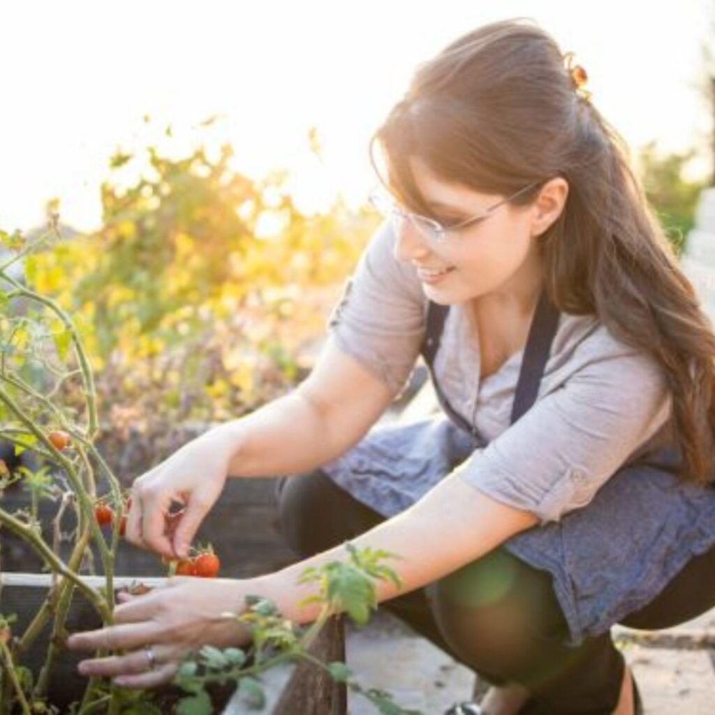 Woman picking tomatoes