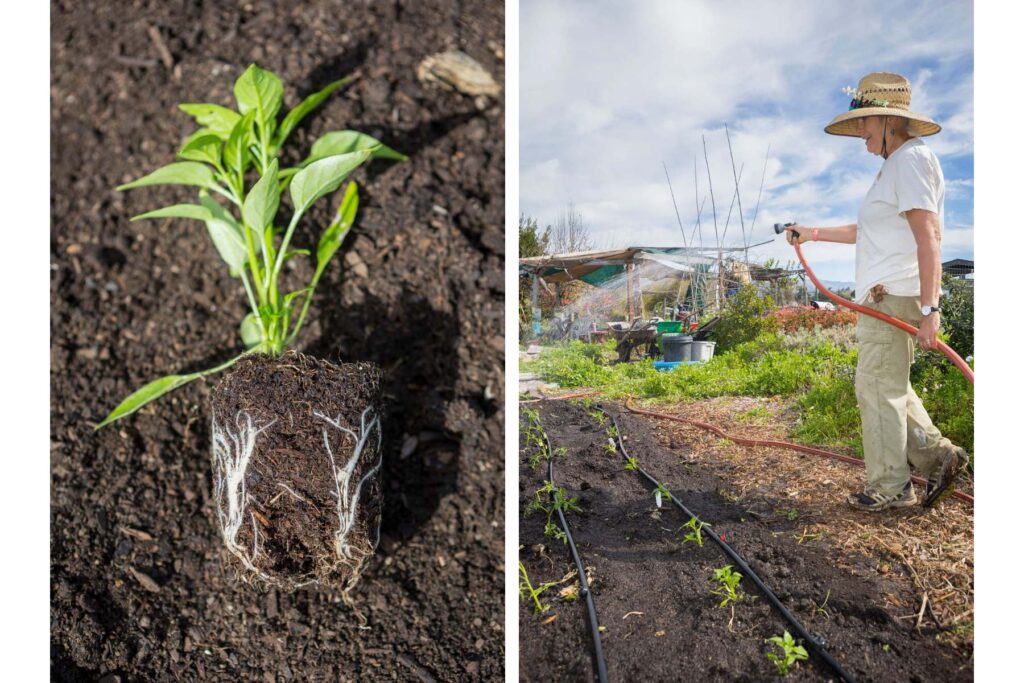 Seasonal harvest and watering of the garden.