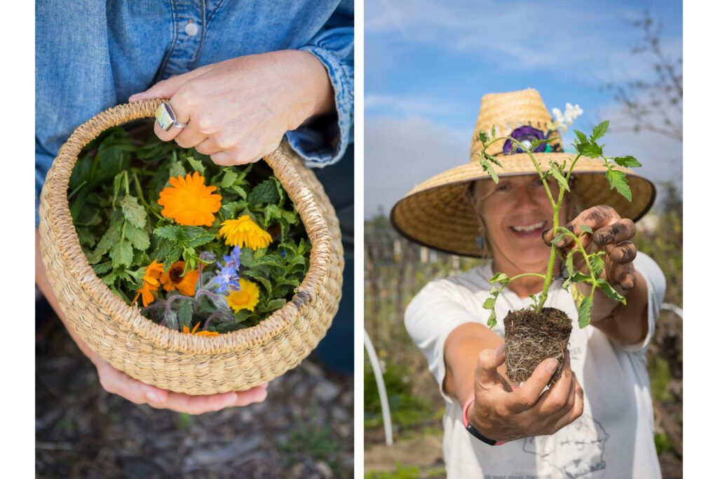 Freshly harvested herbs and edible flowers