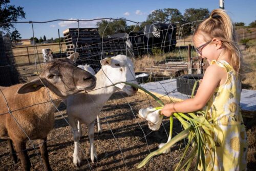 Ruth with two Katahdin sheep that naturally manage weeds around the property — though they’re often spoiled with a little extra grain.